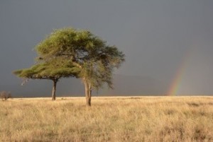 Rains start over the Serengeti