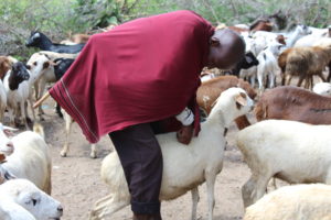 goats at market